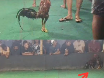 Perjudian Sabung Ayam Di Kediri Diduga Masih Beroperasi Meskipun Banyak Media Memberitakan